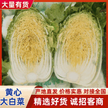 【黄心白菜】河南夏邑万亩白菜基地直供/产地批发/全国发货