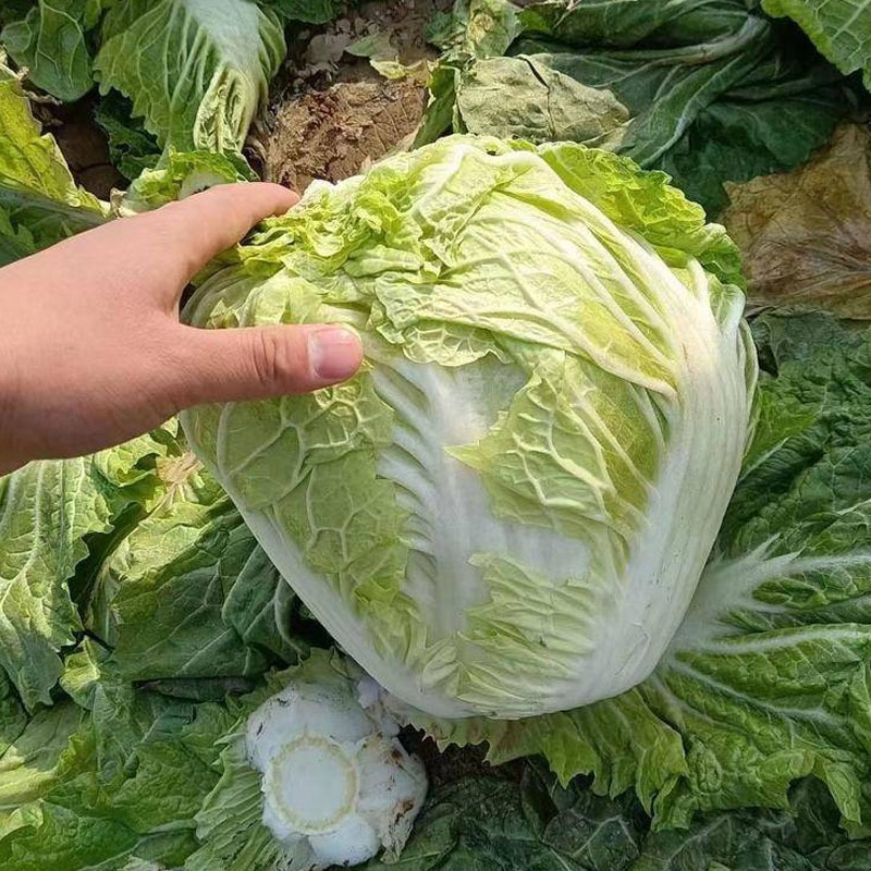 铁将军大白菜种子耐热耐旱火锅菜包心高产结球夏秋播