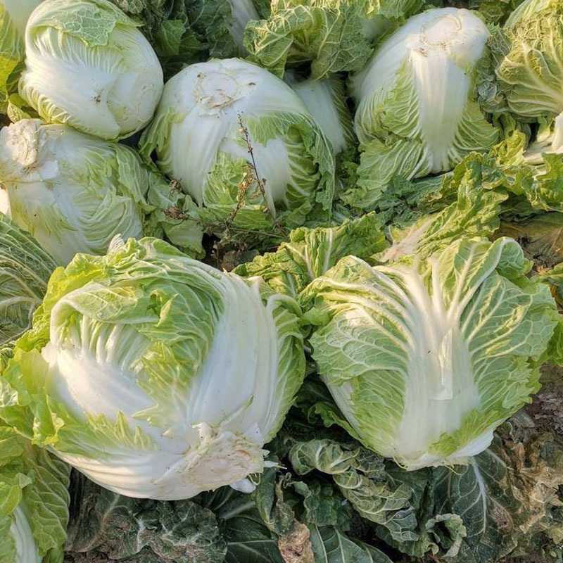 铁将军大白菜种子耐热耐旱火锅菜包心高产结球夏秋播