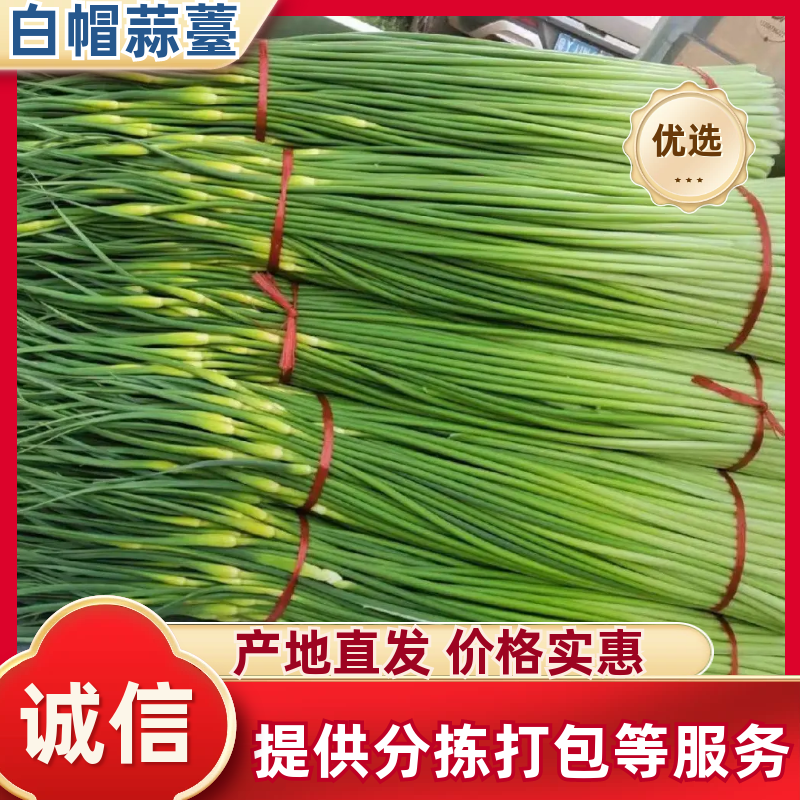 《白帽蒜苔》安徽亳州产地直供/支持视频看货/代发全国