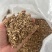 精品岗梅种子一手货源全国可发量大价优欢迎采购商前来采购
