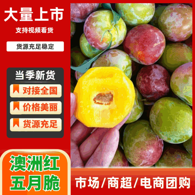 【湖北李子】澳洲红/五月脆/八宝丹/基地大量上市/欢迎来电