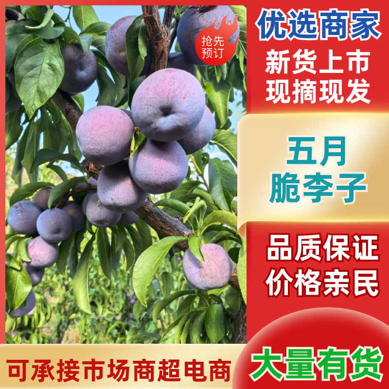 五月脆李子精品李子产地直发量大从优可对接全国客商欢迎