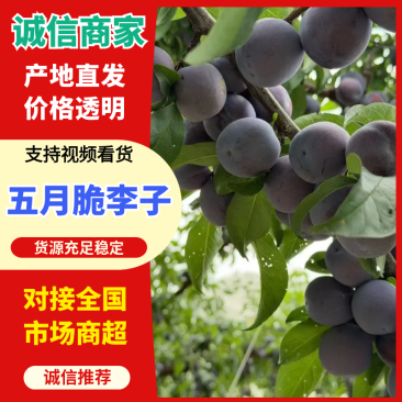 五月脆已经上市，需要的老板提前联系