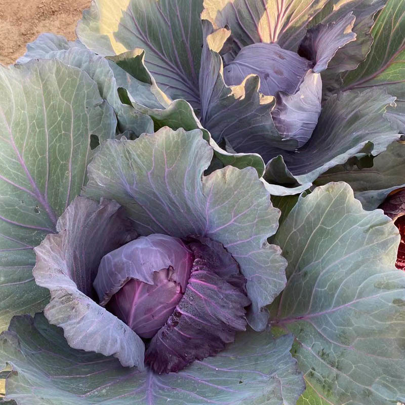 紫美玉紫甘蓝种子卷心菜紫包菜10g耐裂大头菜基地用种