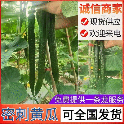 『安徽蜜刺黄瓜』黑条油亮，现摘现发/代发全国