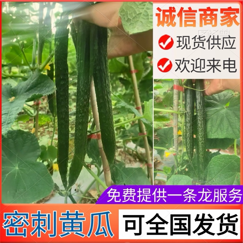 『安徽蜜刺黄瓜』黑条油亮，现摘现发/代发全国
