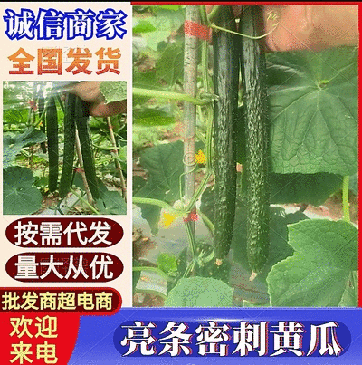 【密刺黄瓜】安徽黄瓜/基地批发/大量上市/对接全国市场