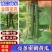 【密刺黄瓜】安徽黄瓜/基地批发/大量上市/对接全国市场