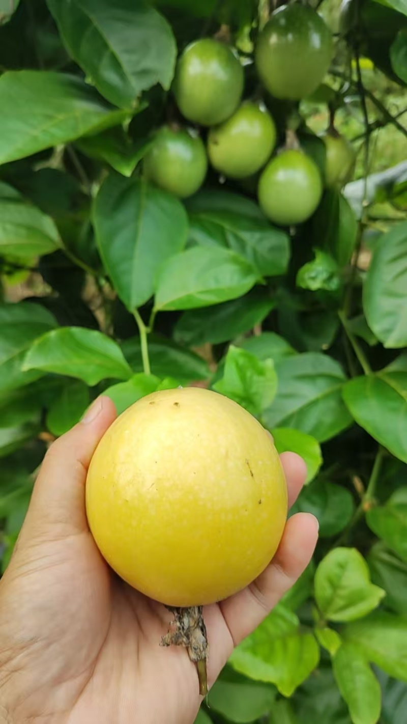 自家果园钦蜜9号黄金百香果｜90g起步特大果广西