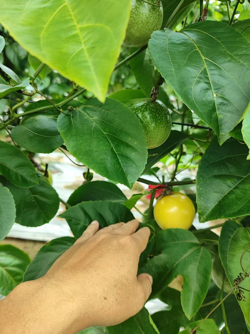 榨汁专用小果60g以下｜广西灵山伯劳自家果园钦蜜9