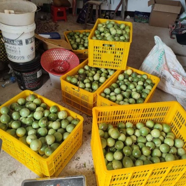 中大果60-90g｜灵山伯劳自家果园钦蜜9号黄金百