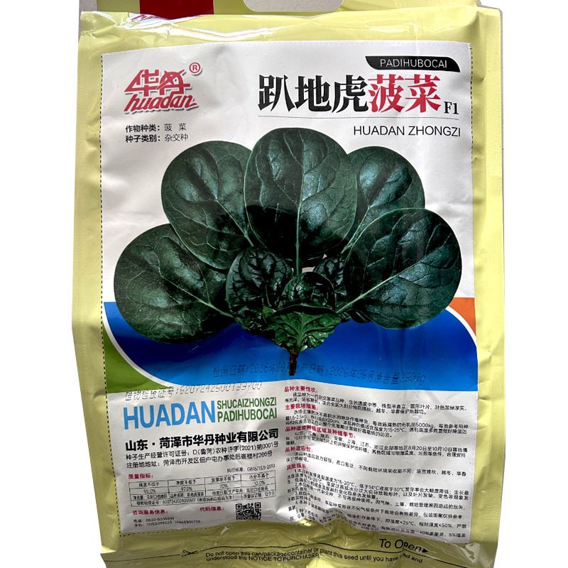 趴地虎菠菜种子杂交生长快半直立圆叶黑叶厚实越冬春秋种