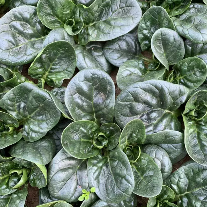 趴地虎菠菜种子杂交生长快半直立圆叶黑叶厚实越冬春秋种