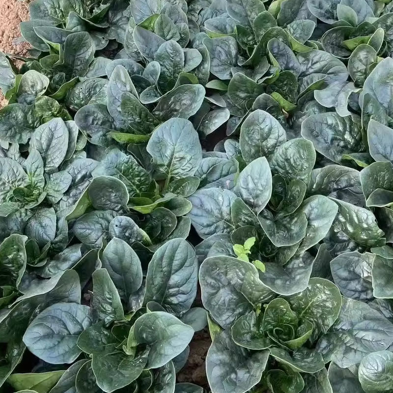 趴地虎菠菜种子杂交生长快半直立圆叶黑叶厚实越冬春秋种