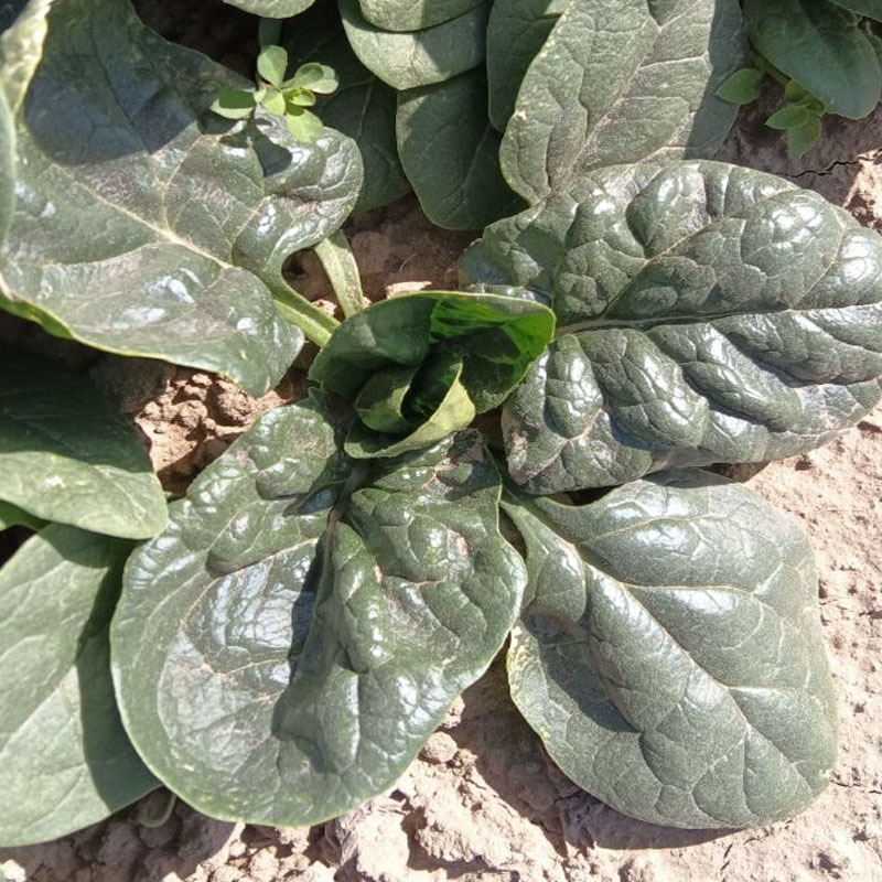 趴地虎菠菜种子杂交生长快半直立圆叶黑叶厚实越冬春秋种