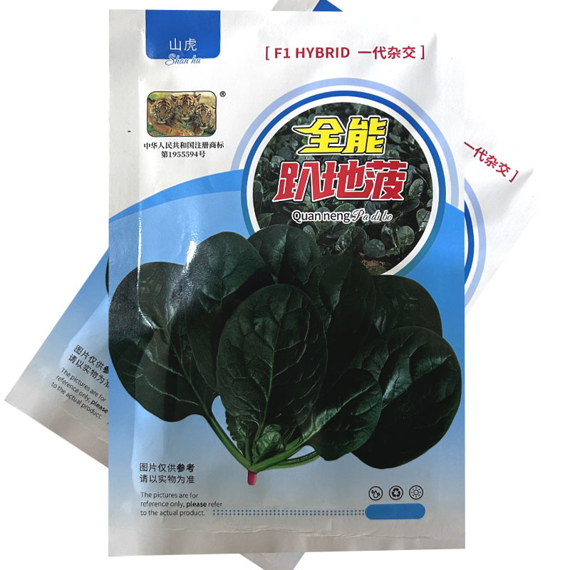全能趴地菠菜种子半直立圆菠菜黑亮叶厚耐寒耐热大田基地型