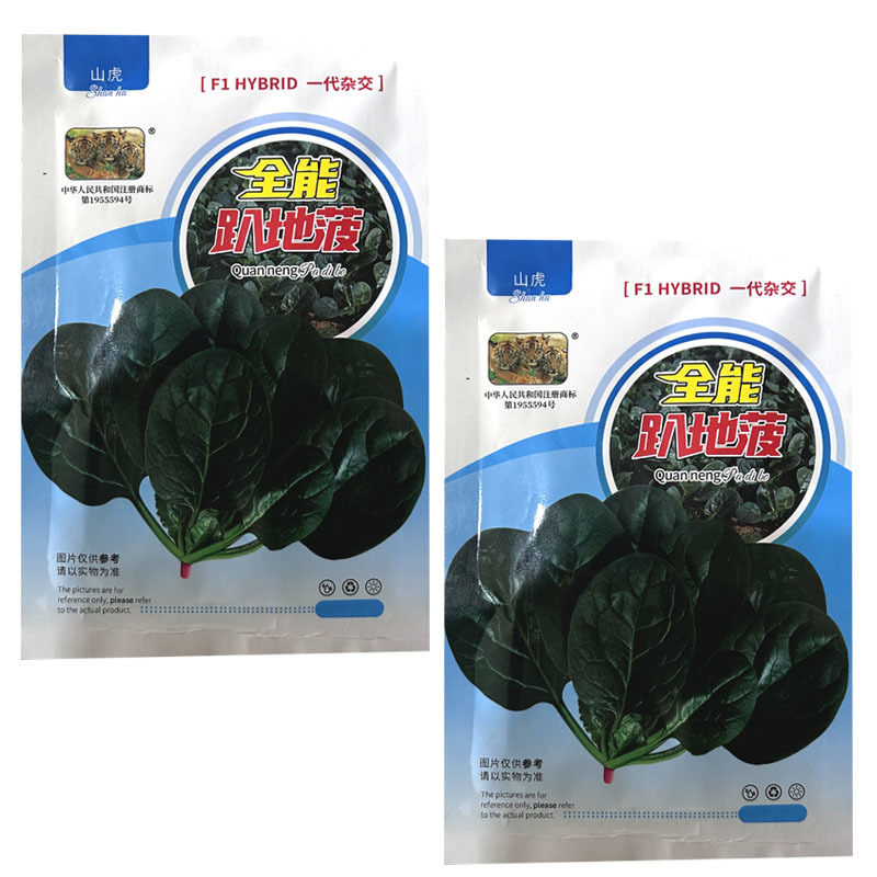 全能趴地菠菜种子半直立圆菠菜黑亮叶厚耐寒耐热大田基地型