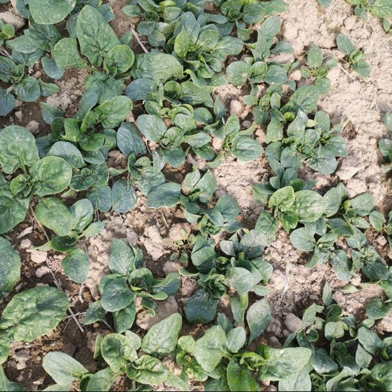 全能趴地菠菜种子半直立圆菠菜黑亮叶厚耐寒耐热大田基地型