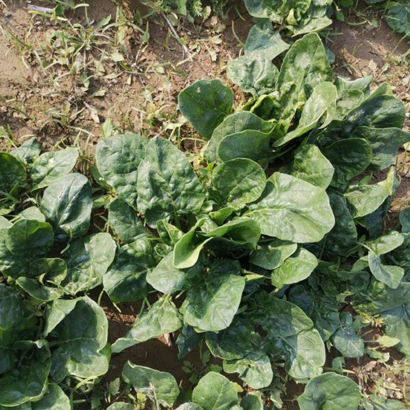 全能趴地菠菜种子半直立圆菠菜黑亮叶厚耐寒耐热大田基地型