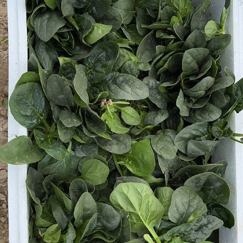 全能趴地菠菜种子半直立圆菠菜黑亮叶厚耐寒耐热大田基地型