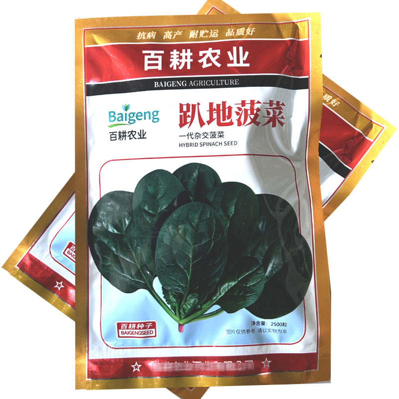 趴地菠菜种子黑圆叶一代杂交叶厚半直立叶微甜大田基地型