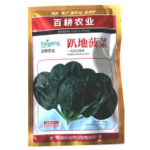 趴地菠菜种子黑圆叶一代杂交叶厚半直立叶微甜大田基地型