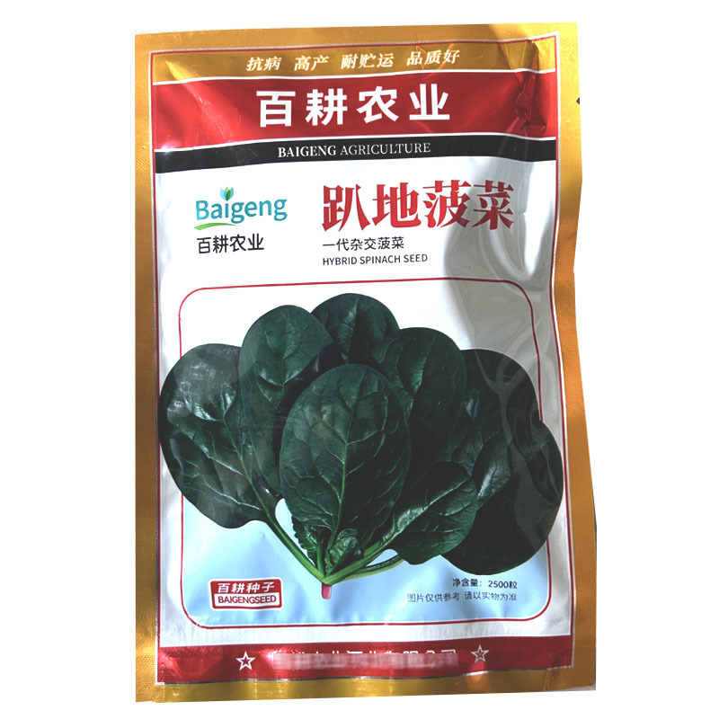 趴地菠菜种子黑圆叶一代杂交叶厚半直立叶微甜大田基地型