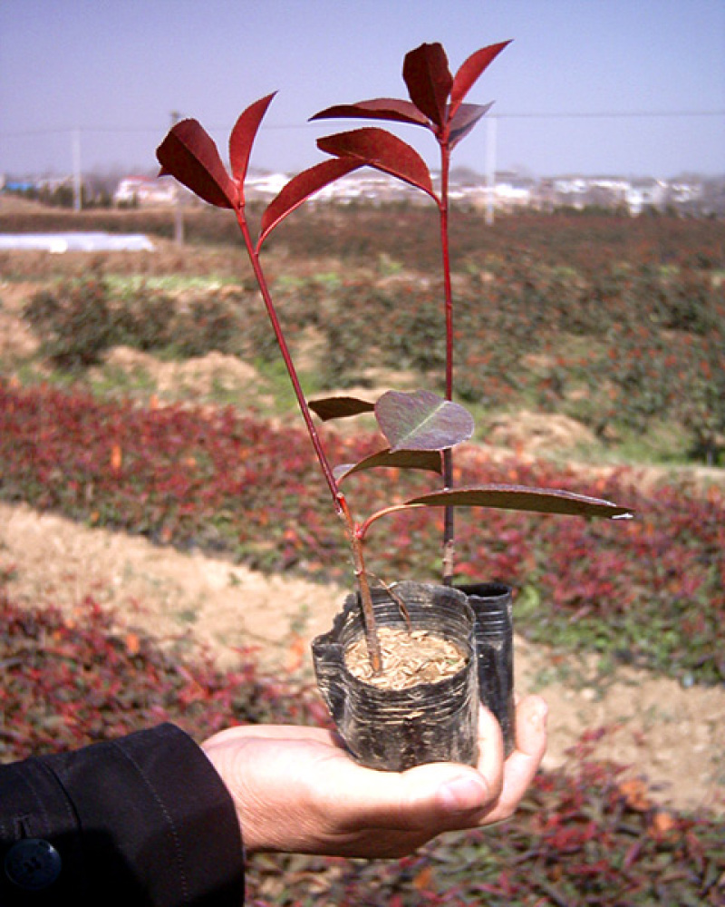 红叶石楠小苗