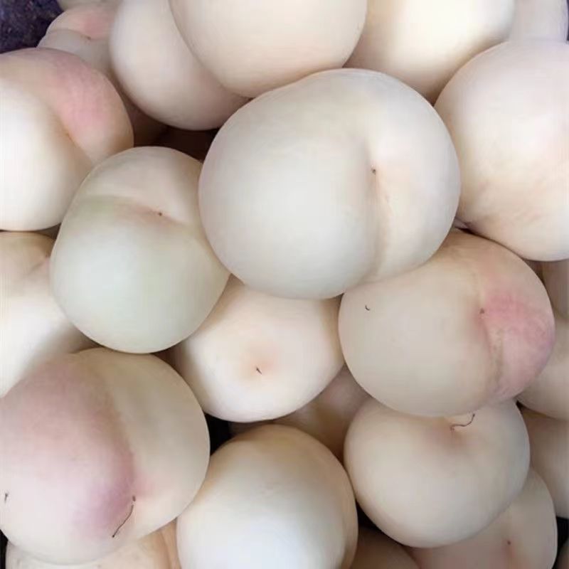 山西白玉水蜜桃产地直发新鲜孕妇水果大白桃桃子包邮一件代发
