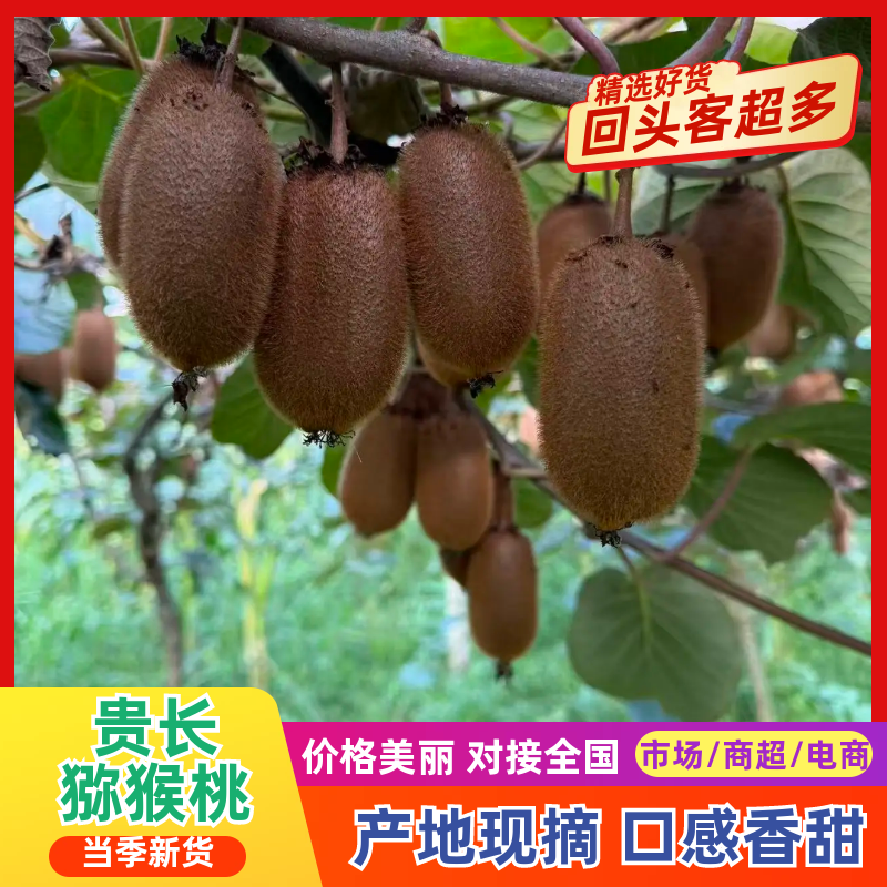 猕猴桃新鲜上市，产地直发，品质保证，欢迎咨询
