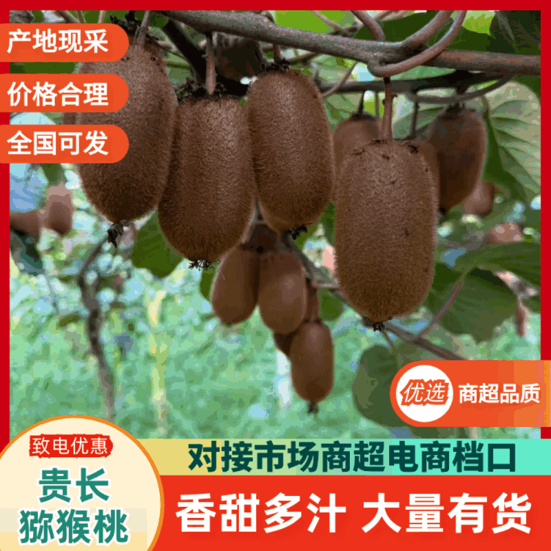 猕猴桃新鲜上市，产地直发，品质保证，欢迎咨询