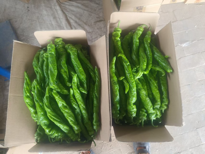 精品螺丝椒大量上市产地直供大量有货对接超市批发市场