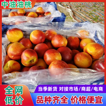 中油金铭油桃大型果半斤起步可视频看货价格优惠