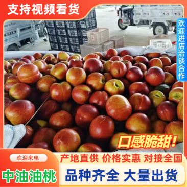 中油油桃中油4自家果园产地直发量大价优欢迎老板联系