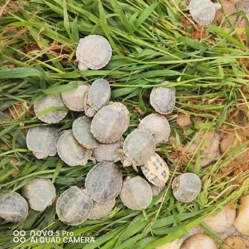 【热卖】观赏巴西龟大小情侣乌龟批发量大从优