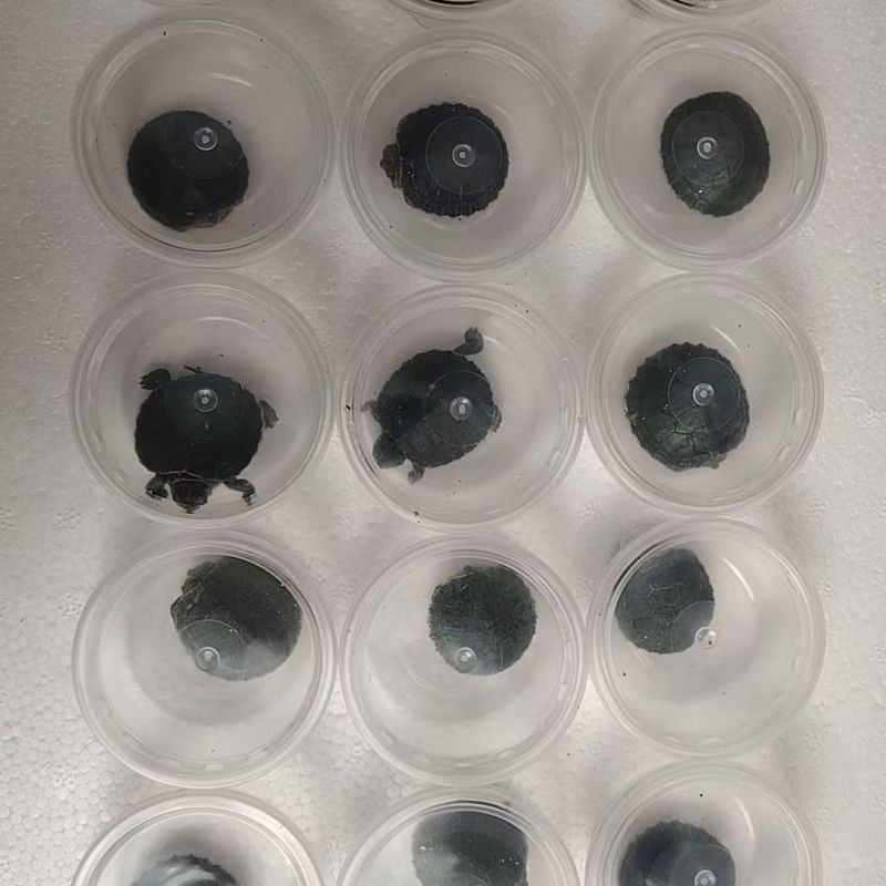 【热卖】观赏巴西龟大小情侣乌龟批发量大从优