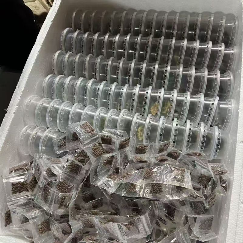 【热卖】观赏巴西龟大小情侣乌龟批发量大从优
