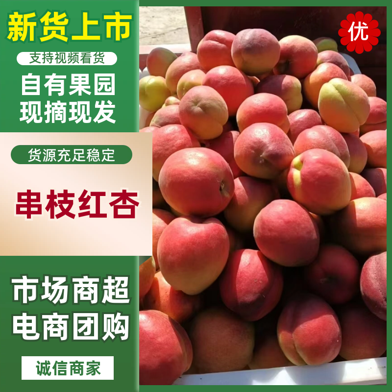 串枝红杏，精品红杏，串红杏，露天串红杏，产地直发