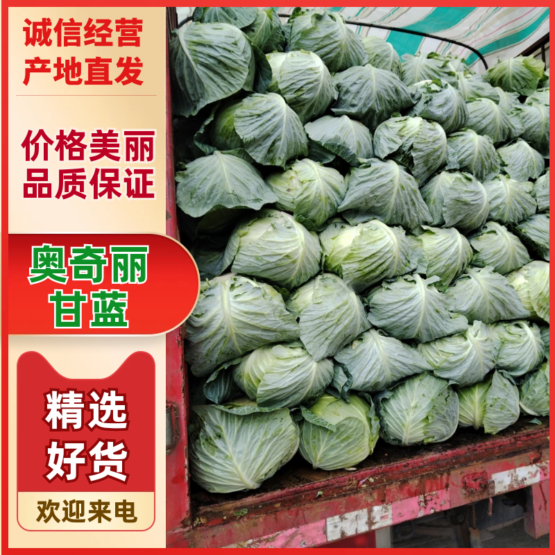 奥奇丽产地直发，保质保量，量大从优，高山蔬菜，纯绿色蔬菜