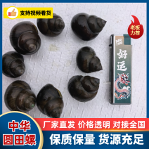 大量出售养殖中华圆田螺，一手货源，价格优惠
