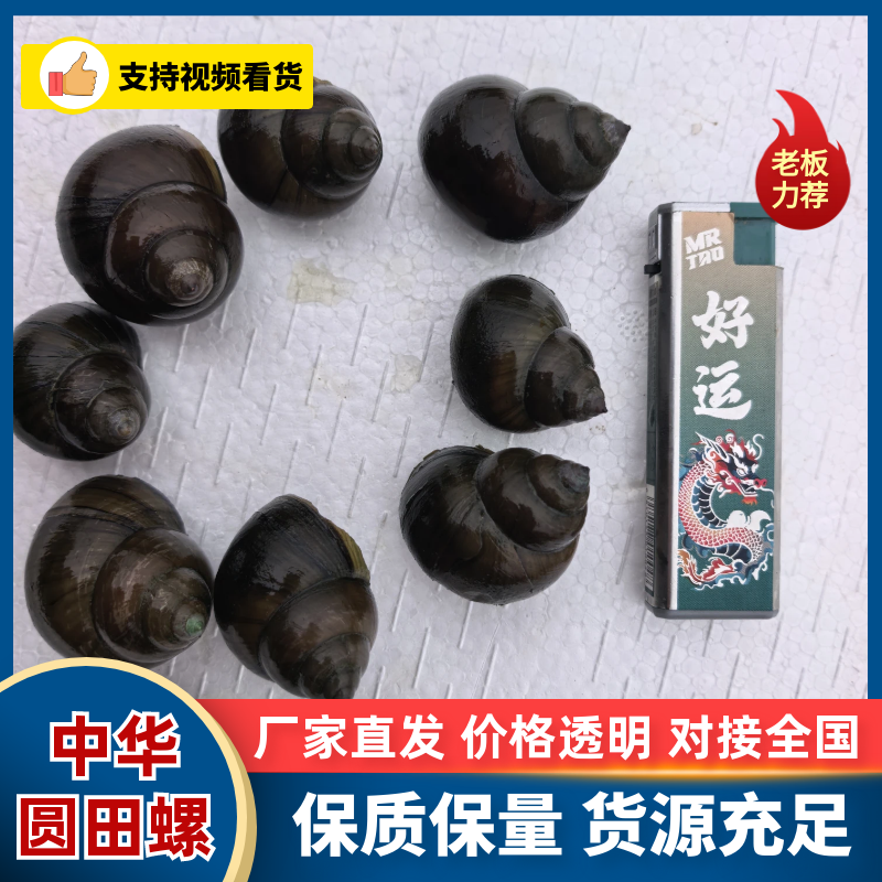 大量出售养殖中华圆田螺，一手货源，价格优惠