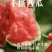 【🍉小吊瓜】辽宁全美2K小糖丸西瓜保熟保甜可对接全国