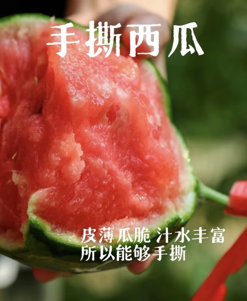 【🍉小吊瓜】辽宁全美2K小糖丸西瓜保熟保甜可对接全国