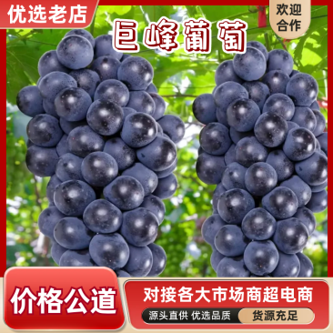 热卖巨峰葡萄四川葡萄峨眉山巨峰葡萄基地直发运输便利欢迎联系