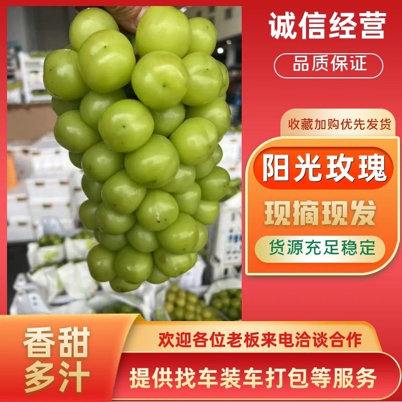 精选阳光玫瑰四川葡萄乐山葡萄基地直发保质保量供货对接全国