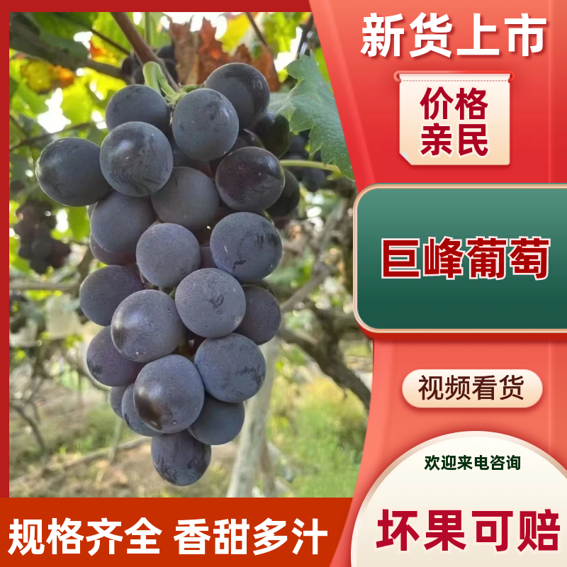 巨峰葡萄四川产区直发保质保量供货价钱实惠欢迎老板电联