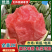 全美2K西瓜🍉小吊瓜小糖丸精品西瓜几十万斤服务至上欢迎