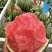 全美2K西瓜🍉小吊瓜小糖丸精品西瓜几十万斤服务至上欢迎