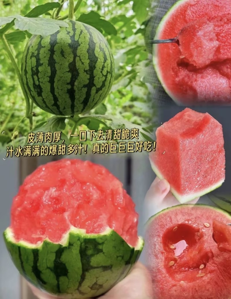 全美2K西瓜🍉小吊瓜小糖丸精品西瓜几十万斤服务至上欢迎
